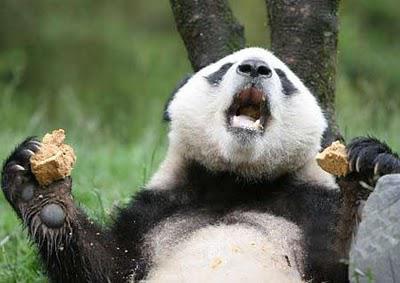 熊猫牙可以自修复 研发仿生材料有了新思路