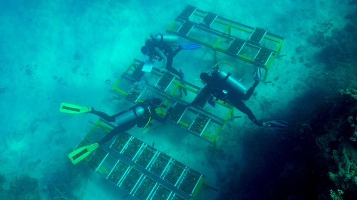 科学家希望实验室培育的珊瑚苗可以拯救大堡礁
