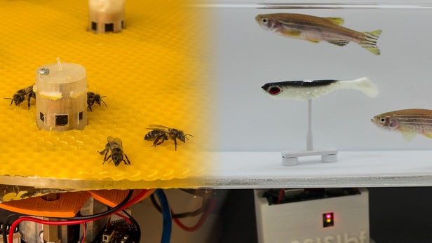 蜜蜂和鱼群学会通过机器人进行远距离“交流”