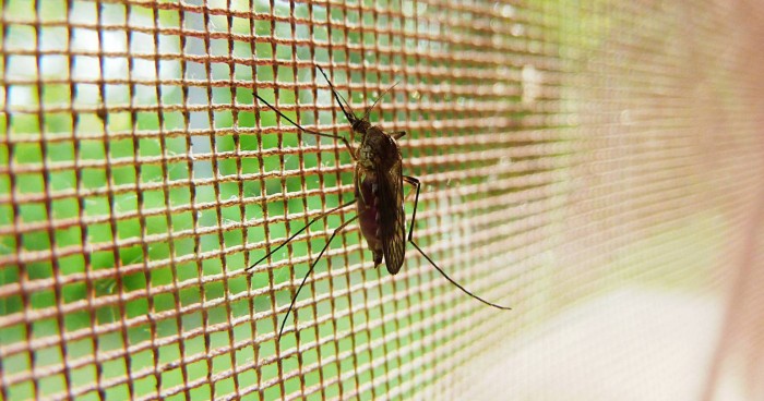 疟疾死亡率反弹:蚊子基因突变能避开杀虫剂毒性