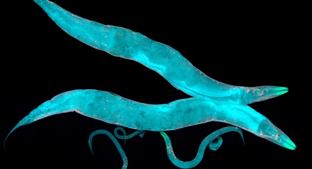 科学家在蠕虫身上找到了抗衰老的新途径
