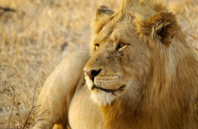 闯入国家公园的犀牛偷猎者被大象杀死然后被狮子吃掉