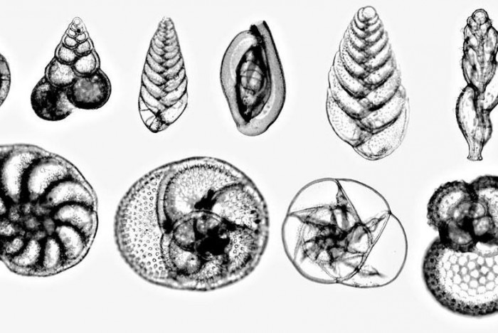 最新研究发现生物进化速度限制物种多样性恢复