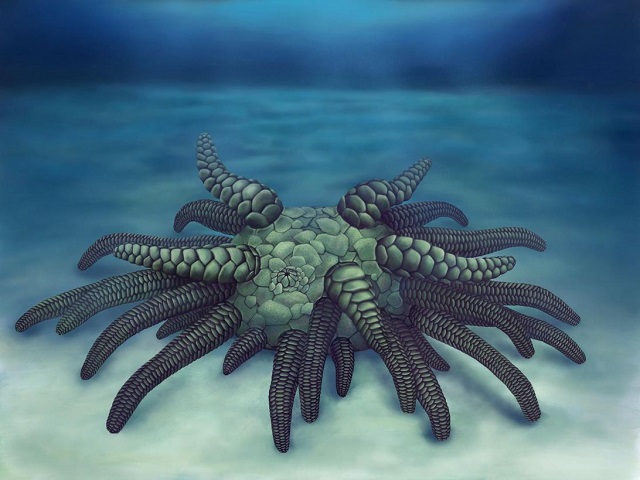 科学家发现了4.3亿年前的一种恐怖海参：触手繁多 长相极其“克苏鲁”