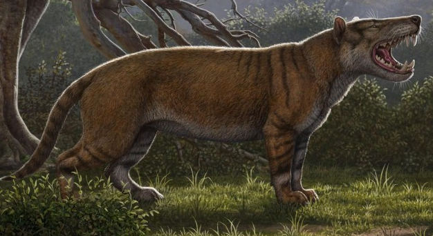 古生物学家在博物馆抽屉发现大型史前狮子化石