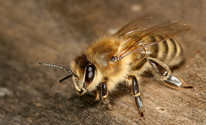 研究：杀虫剂可能会导致蜜蜂极易受到致命螨虫侵害