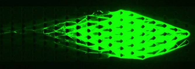 科学家借DNA打造"活体机器" 能吃能生长还能移动