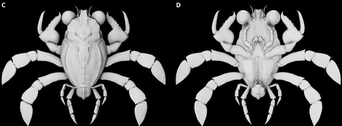 奇异的“嵌合体”化石揭示了螃蟹世界的“鸭嘴兽”