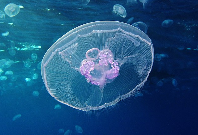 不死的水母能帮助人类实现永生的梦想吗？