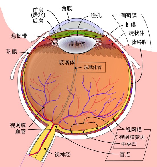 让全球180万人重见光明的角膜，人人都能捐献吗？