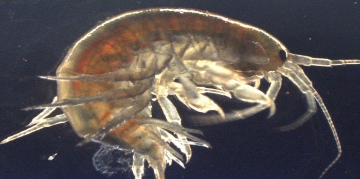 环境污染触目惊心：科学家竟在英国野生河虾体内检出可卡因