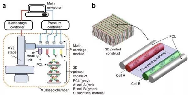 3D打印器官是怎么做到的？距离移植人体有多远？