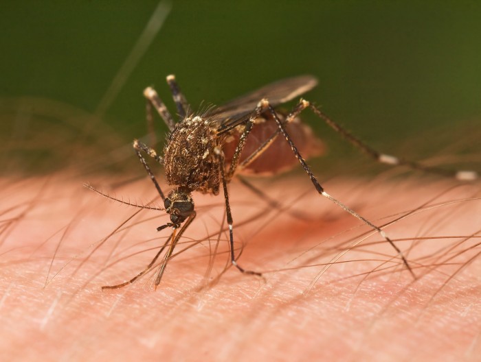 阿尔及利亚和阿根廷宣布已成为无疟疾国家