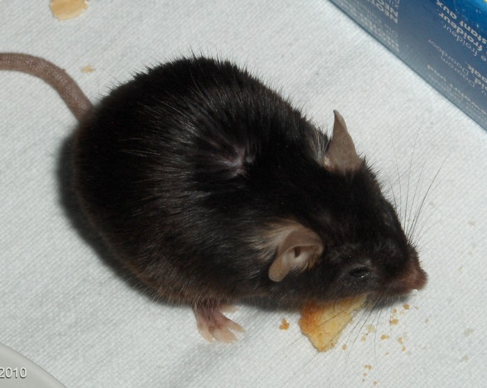 针对小鼠的研究结果显示 甜食重塑大脑导致暴饮暴食