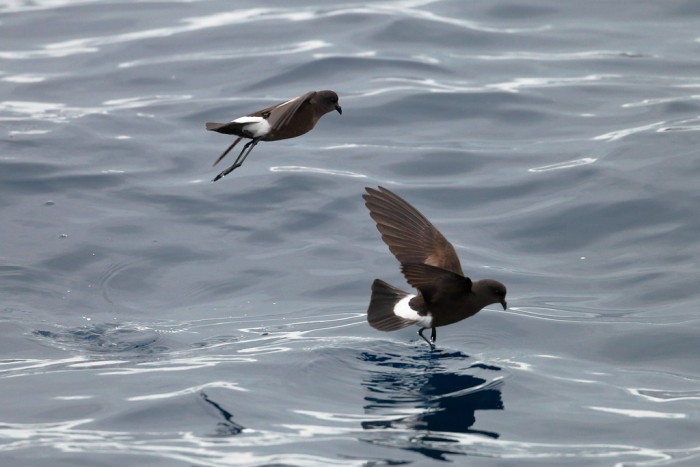 研究发现：丹麦海岸90%以上的海燕满腹塑料却死于饥饿