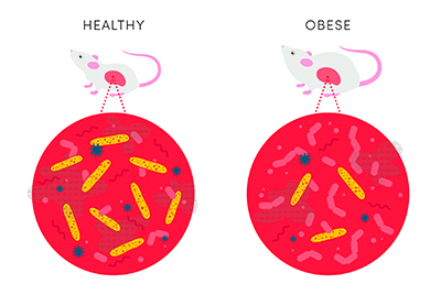 新研究揭示了肠道菌群与肥胖和免疫系统之间的奇妙关系