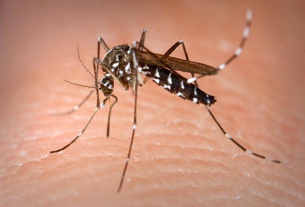 外媒：美国马萨诸塞州蚊子样本中检测出东部马脑炎病毒
