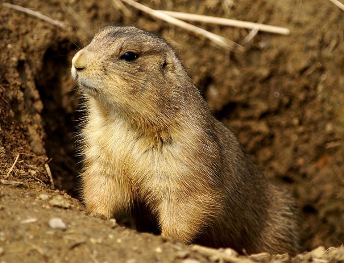 感染瘟疫的土拨鼠对科罗拉多州的游客构成危险