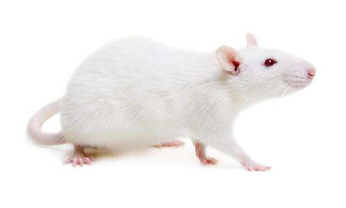 我们能消除负面记忆？科学家找到小鼠大脑记忆闪回键