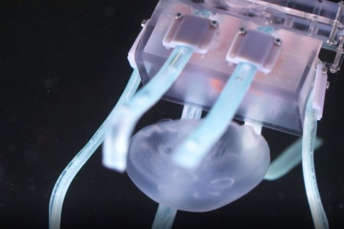 哈佛科学家研发出超软机器人抓手 可用于安全捕获水母
