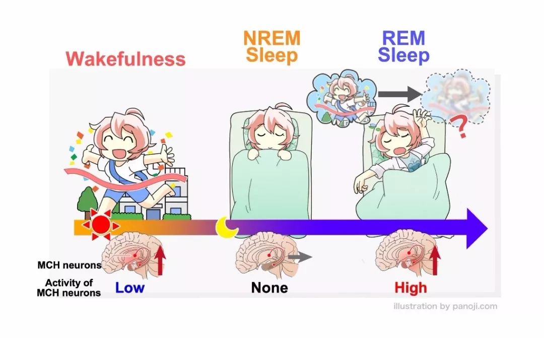 最新研究揭示：睡眠时遗忘细胞会清理记忆