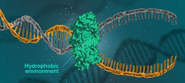 研究人员反对氢键将DNA结合在一起的流行理论