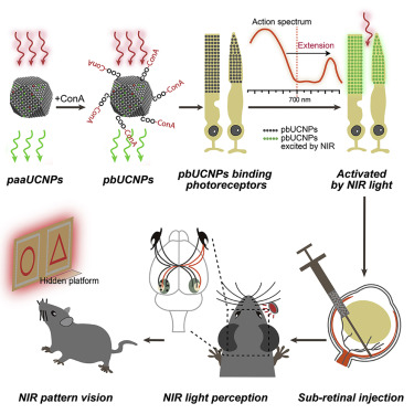 研究人员开发使小鼠具有夜视能力的纳米颗粒 有望应用于人类