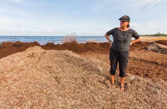 科学家发现马尾藻正在吞噬墨西哥海滩