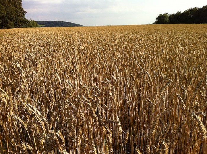 研究称气候变化正危及至关重要的小麦作物