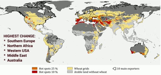 研究称气候变化正危及至关重要的小麦作物