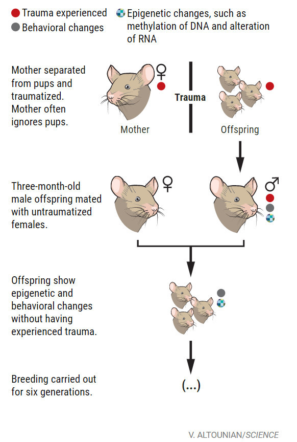 从小鼠到人类：父母的情感创伤会影响后代健康吗？