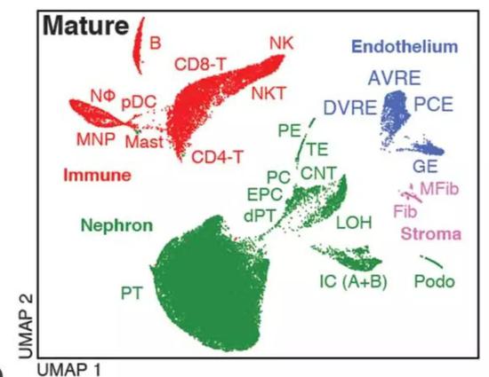 近70000个细胞测序，人类首个肾脏免疫细胞图谱问世