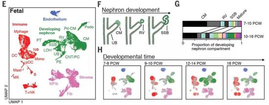 近70000个细胞测序，人类首个肾脏免疫细胞图谱问世