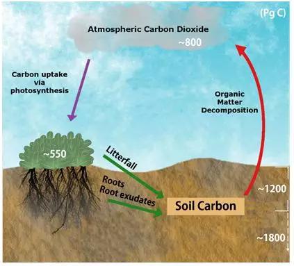 全球变暖：底层土壤碳库的响应出乎意料