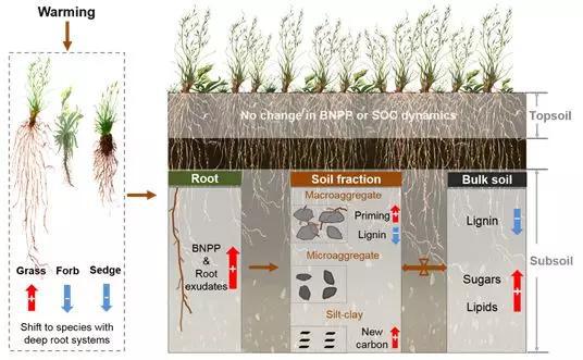 全球变暖：底层土壤碳库的响应出乎意料