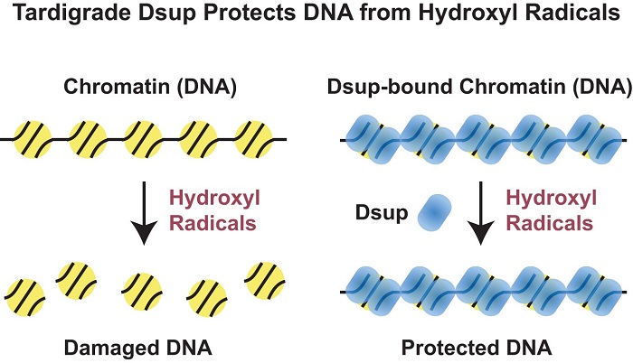 科学家发现了水熊虫DNA不受损的秘密：Dsup蛋白质立功