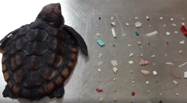 巴掌大海龟体内取出104片塑料：尸体被冲上海岸