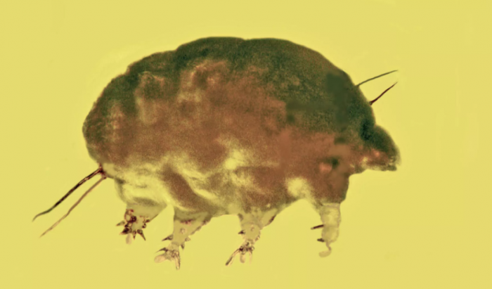 科学家发现困在琥珀中的“霉菌猪” 距今约3000万年
