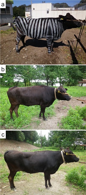 研究发现：给牛画上斑马纹 可有效减少昆虫侵扰