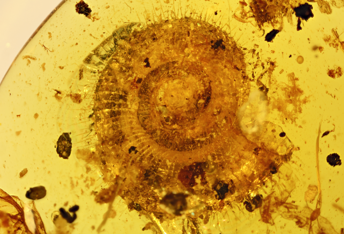 新发现 一亿年前带角质毛的蜗牛琥珀现身