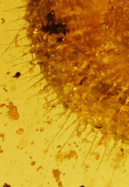 新发现 一亿年前带角质毛的蜗牛琥珀现身