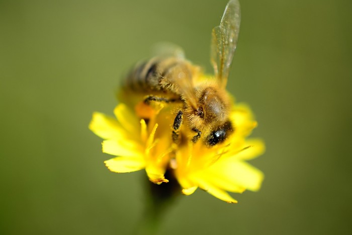研究人员称蜜蜂会“数数” 压力越大表现越好