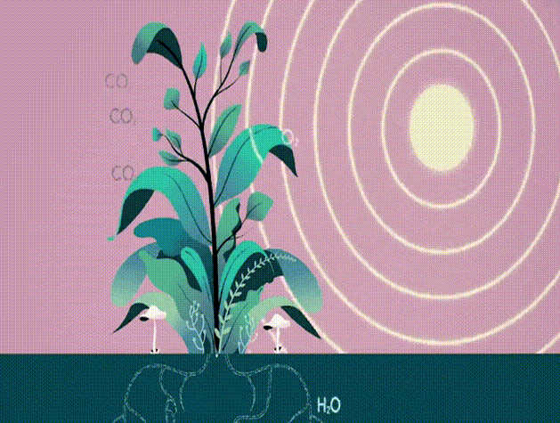 比尔·盖茨想要破解光合作用，刺激植物更快生长产量翻倍