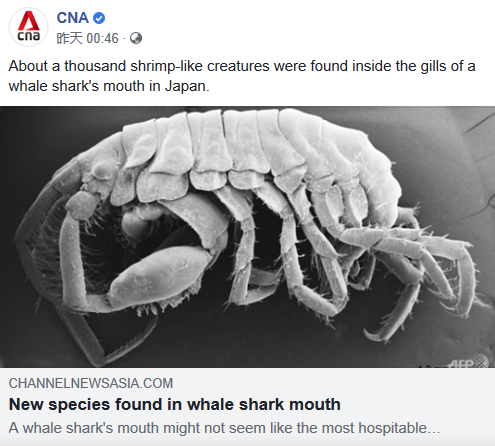 日专家发现外形像虾的新物种 住在鲸鲨嘴里