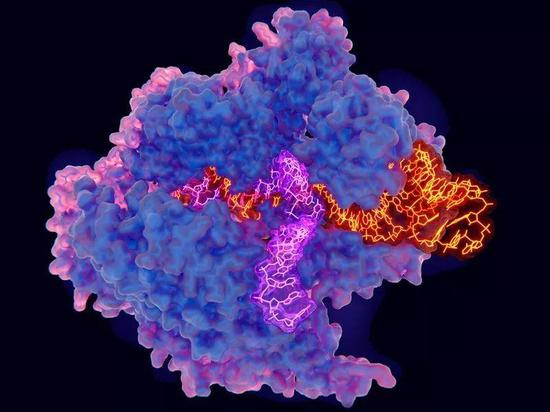 基因编辑研究又下一城：更精准的CRISPR工具面世