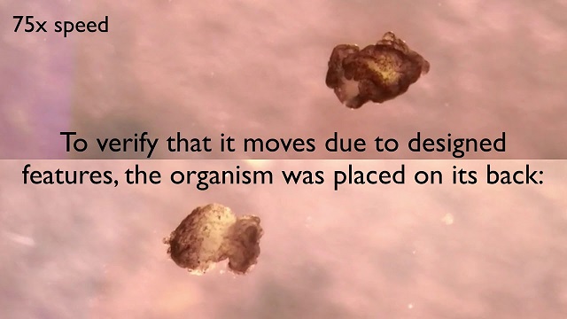 科学家用青蛙活细胞制成微型生物机器人