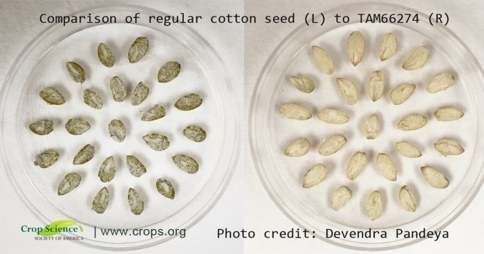 科学家通过基因改造去除棉酚成分 富含蛋白质的棉花种子终于可为人类食用