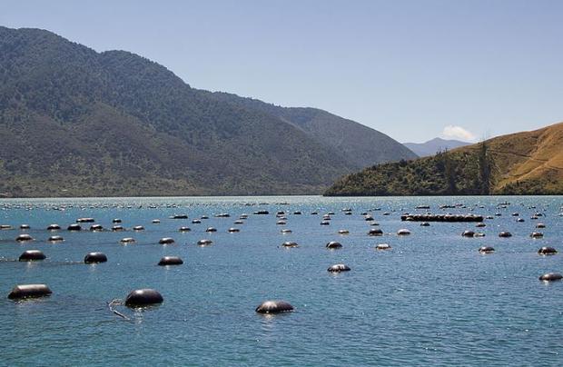 新西兰北岛遭遇干旱天气 成千上万贻贝被“烤熟”致死