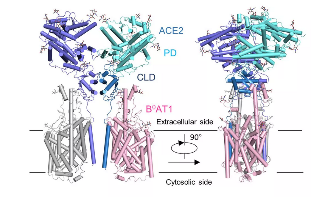 西湖大学：成功解析新冠病毒受体ACE2全长结构，世界首次