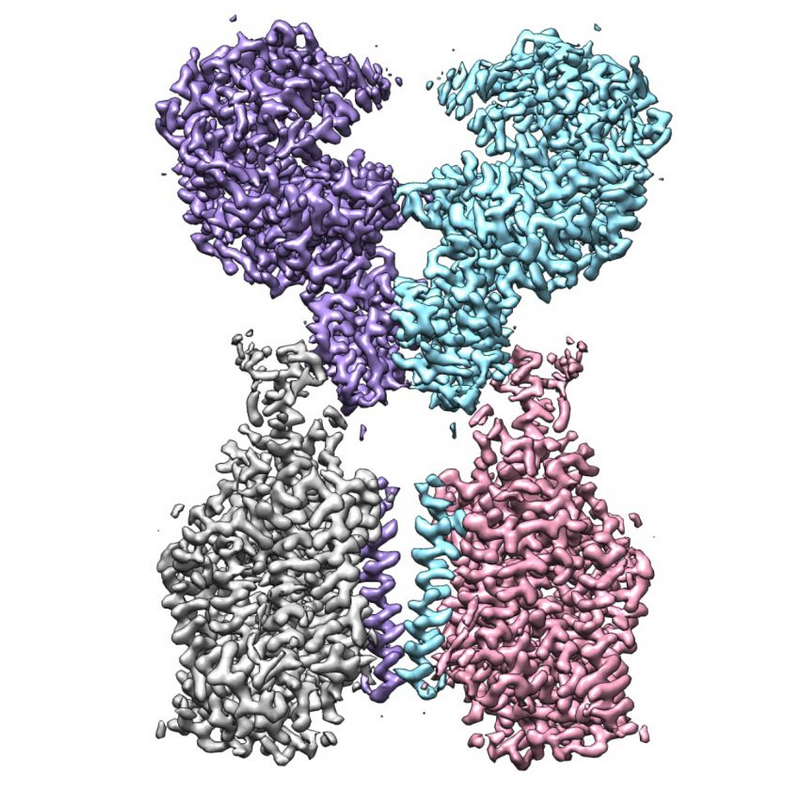 西湖大学：成功解析新冠病毒受体ACE2全长结构，世界首次